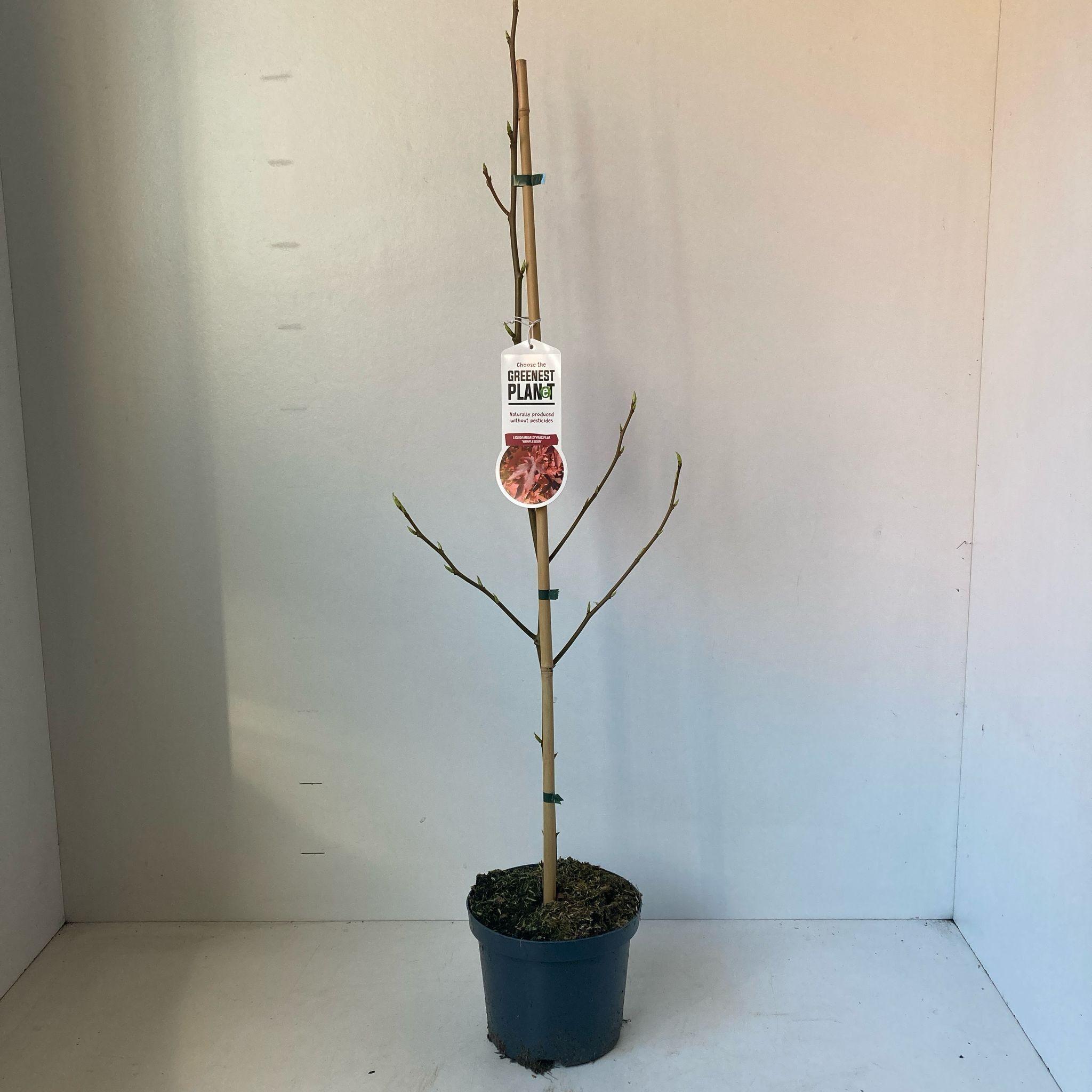GRDplanten Liquidambar styr. 'Worplesdon' - Amberbaum, Seesternbaum | 80-100 cm im Topf