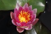 Mühlan Wasserpflanzen 2 HALBZWERGSEEROSEN Sorte Laydekeri Lilacea, lila 1417