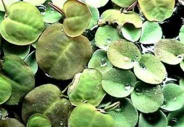 Mühlan Wasserpflanzen 20 x Wasserwolfsmilch (Phyllanthus), Schwimmpflanze 473
