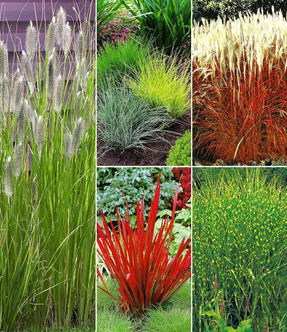 Baldur-Garten BALDUR Garten 27er Set Winterhartes Gräserbeet, Pflanzen im 9x9 cm-Topf, 27 Pflanzen für 8-9 qm, Ziergras Red Baron, Gräser-Trio, Zebragras, Ziergras Heavy Metal, Ziergras Indian Summer, winterhart