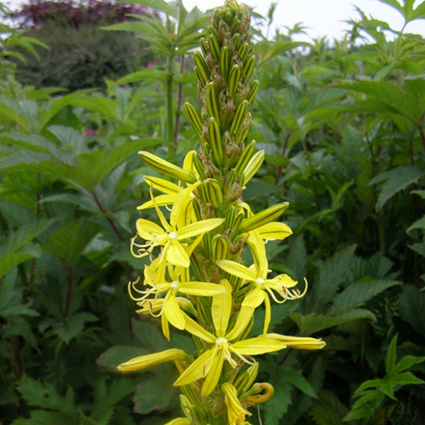 Arborix, grüner und billiger 6 x Mediterrane Junkerlilie - Asphodeline lutea | Topf 9cm x 9cm ASLUTEA-113