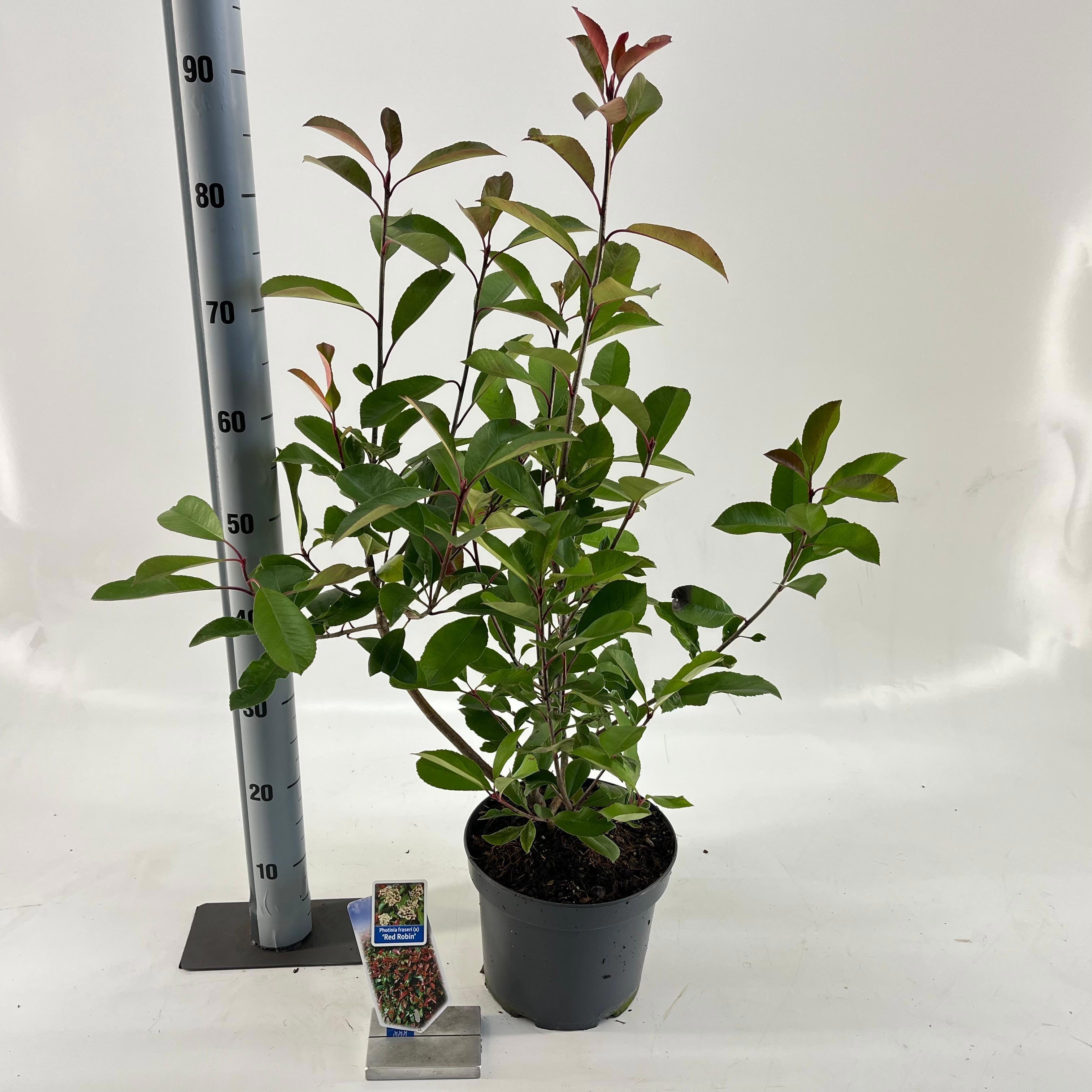 GRDplanten Photinia fraseri ‘Red Robin’ - Glanzmispel | 60-70 cm im Topf