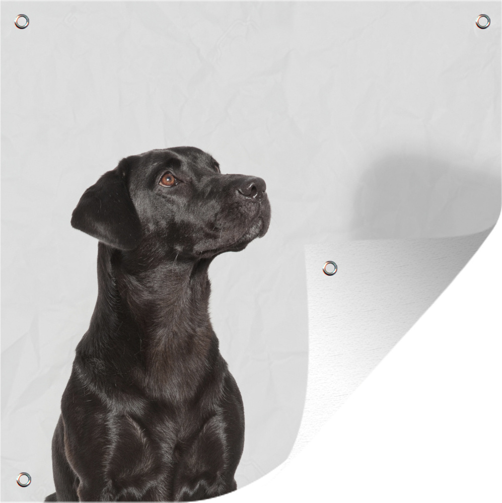 MuchoWow® 50x50 cm Outdoor-Poster Gartendeko Sichtschutz Garten Poster für den Garten Aufstrebende Hunde 133|1283905