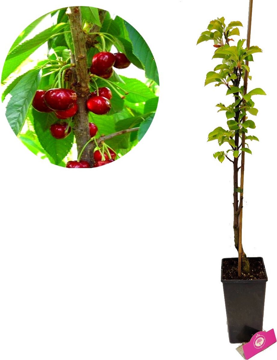Arbre Fruitier Colonnaire Cerisier Burlat 80/100 Cm - Idéal Balcon, Terrasse Et Petit Jardin