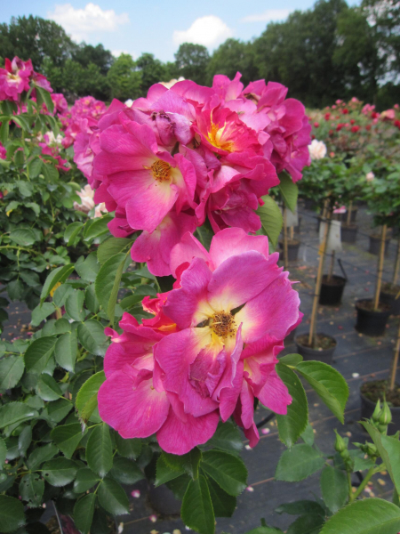 Baumschule Rosa Weg der Sinne ® - Stammrose Weg der Sinne ® - Kordes Rosen - ADR Rose