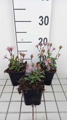 GRDplanten 6 x Aster radula 'August Sky' - Herbstaster - Topf 9 x 9 cm