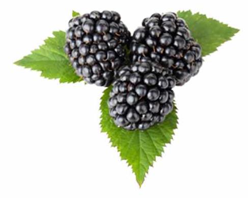 Blumen-Senf Dornlose Brombeere Chester 60-70 cm Thornless Rubus fruticosus Chester Thornless