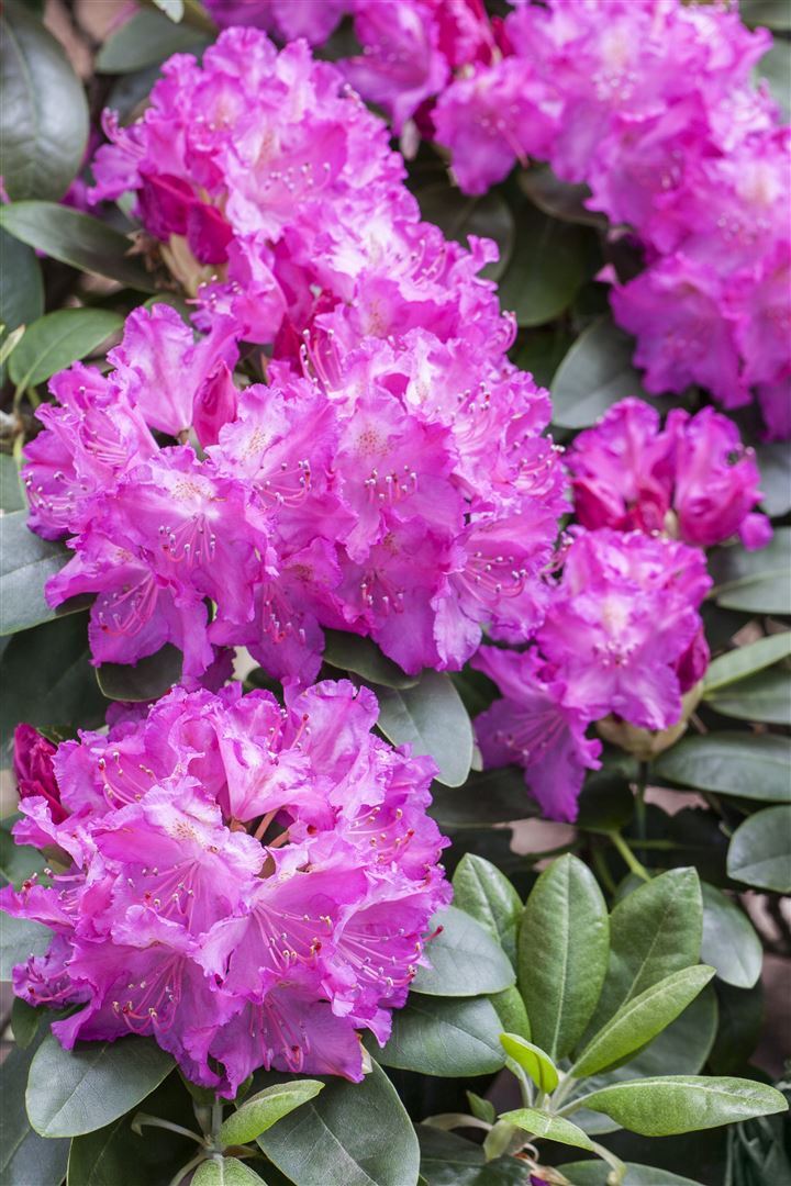 Pflanzen-für-dich.de Rhododendron Hybr. 'Omega', Rhododendron, 30–40 cm