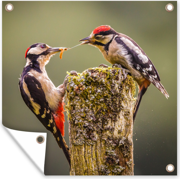 MuchoWow® 50x50 cm Outdoor-Poster Gartendeko Sichtschutz Garten Poster für den Garten Zwei Buntspechte konkurrieren um Nahrung 133|329242678
