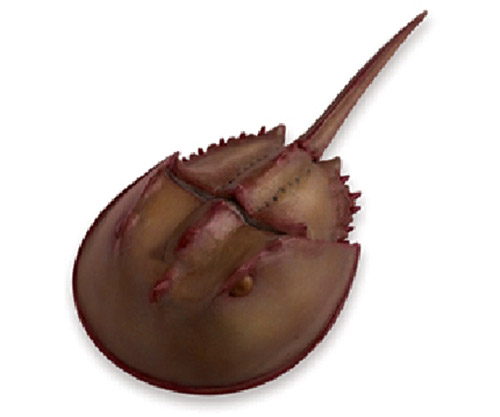 Safari spieltier Hufeisenkrebs 17 cm braun 8000261429