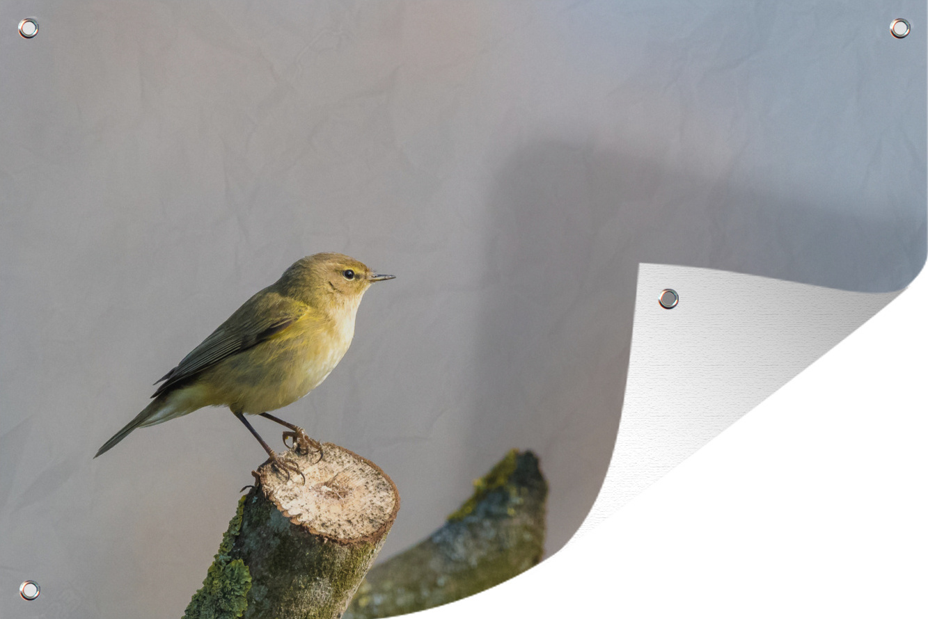 MuchoWow® 60x40 cm Outdoor-Poster Gartendeko Sichtschutz Garten Poster für den Garten Ein Zilpzalp am Ende eines Stocks 133|3724679