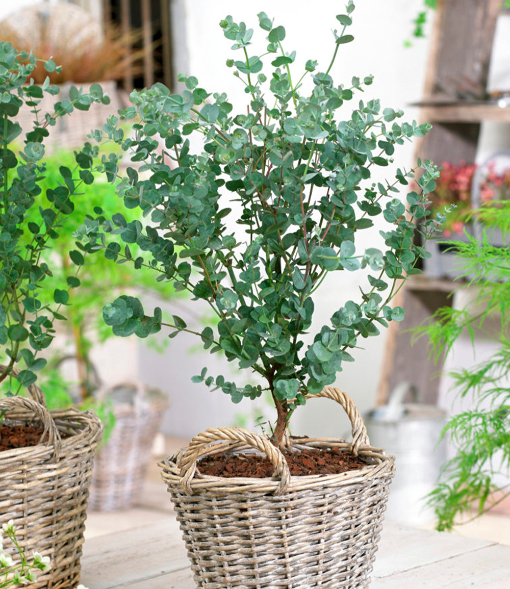 Baldur-Garten BALDUR Garten 1x Winterharter Eukalyptus Azura® , Pflanze im 15 cm-Topf, Eucalyptus gunnii, Azura, winterhart bis -20 °C, mehrjährig, intensiv duftend, vertreibt Fliegen