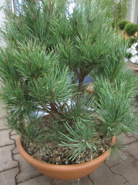 Baumschule Pinus sylvestris Watereri - Silberkiefer Watereri - 40-50cm