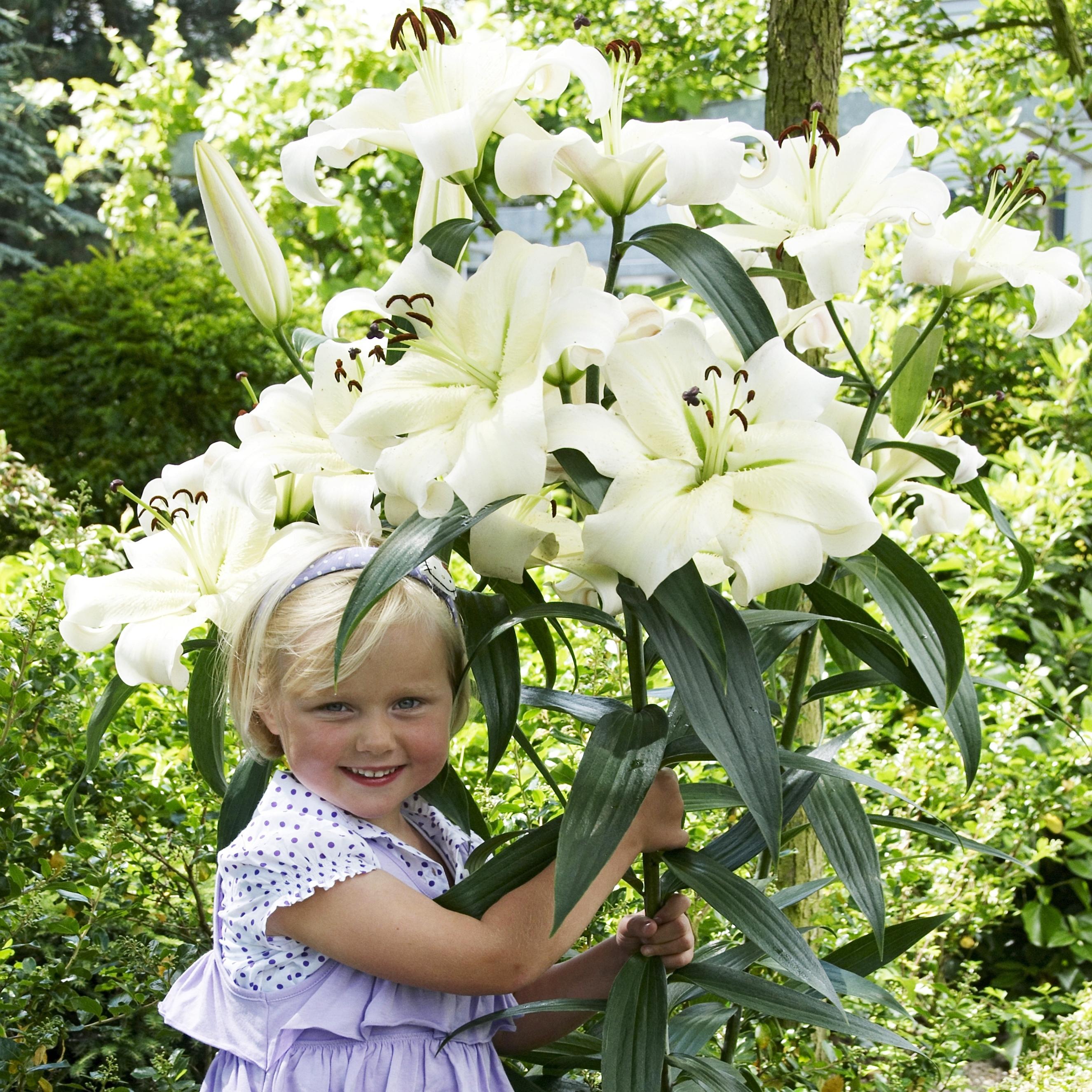 Benex Lilien Blumenzwiebeln Zwiebeln Blumen Baumlilie Pretty Woman 1 St.