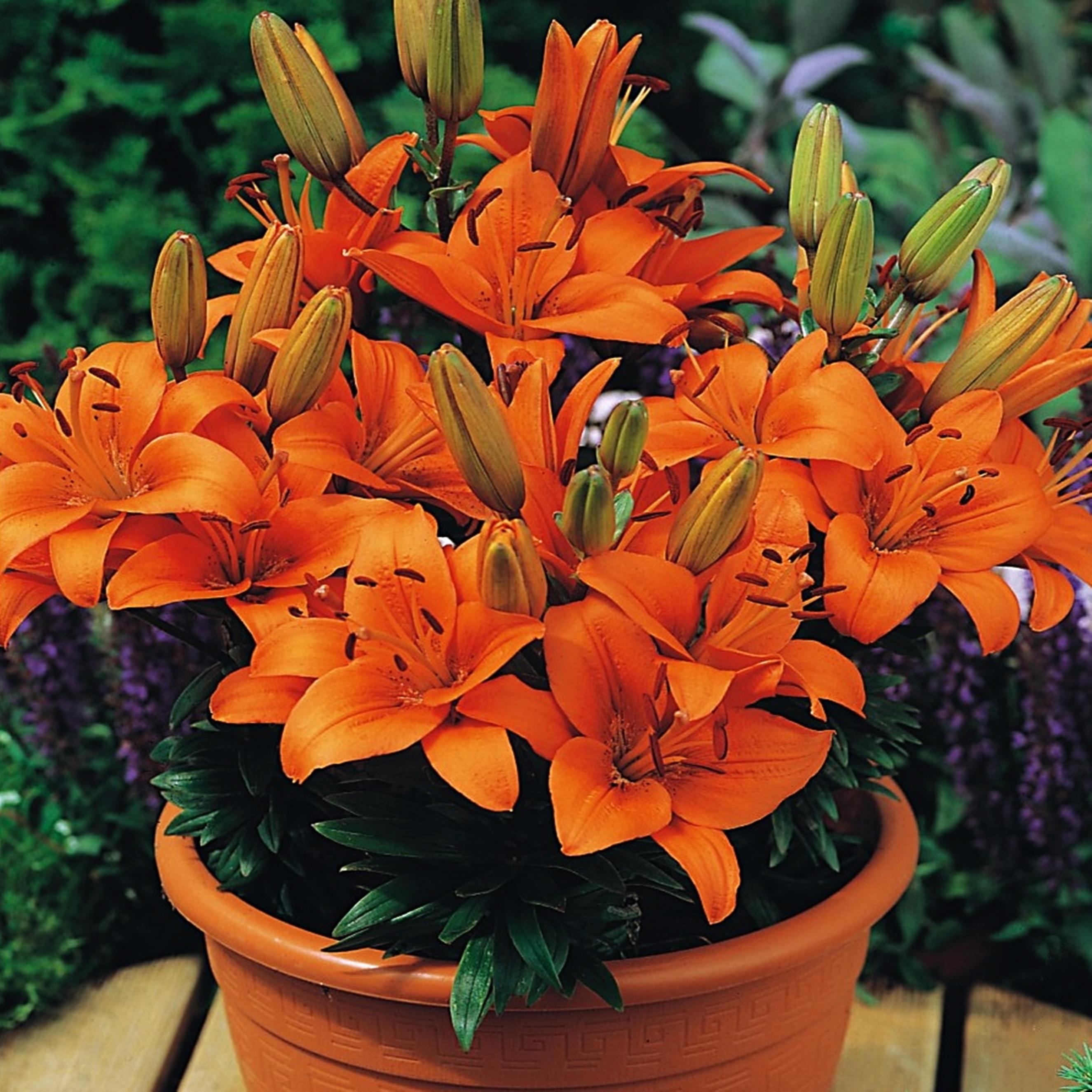 Benex Lilie Lilium Zwiebel Blumen Asiatische Zwerglilie Abbersville Pride 1 St.