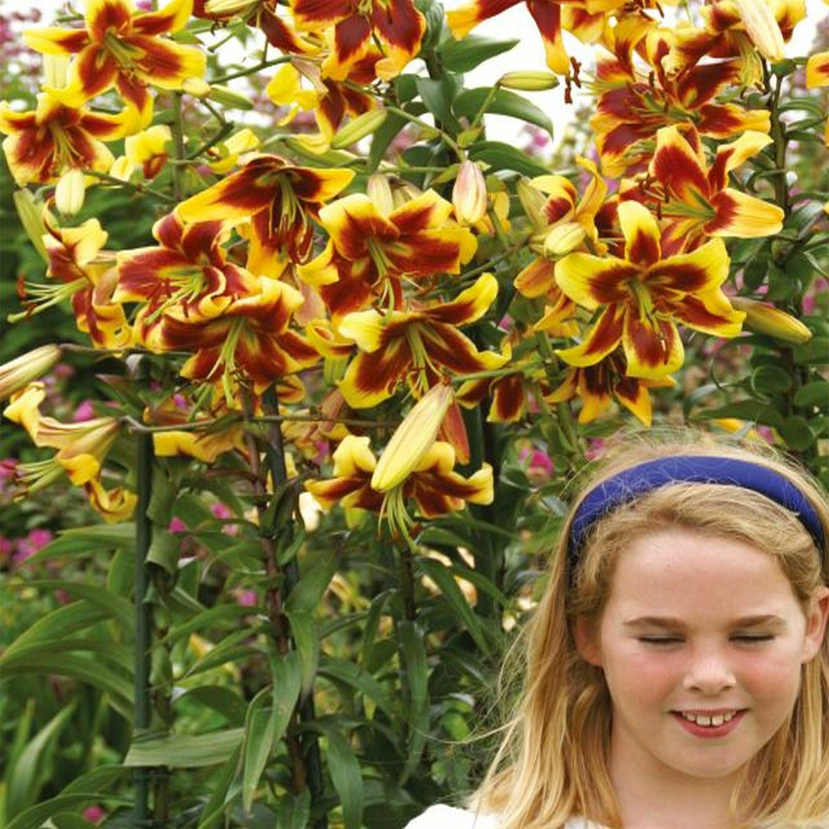 Benex Baumlilie Lilium Hybride Lilien Lilienzwiebeln Baumlilie XXL Rot-Gelb 1 St.