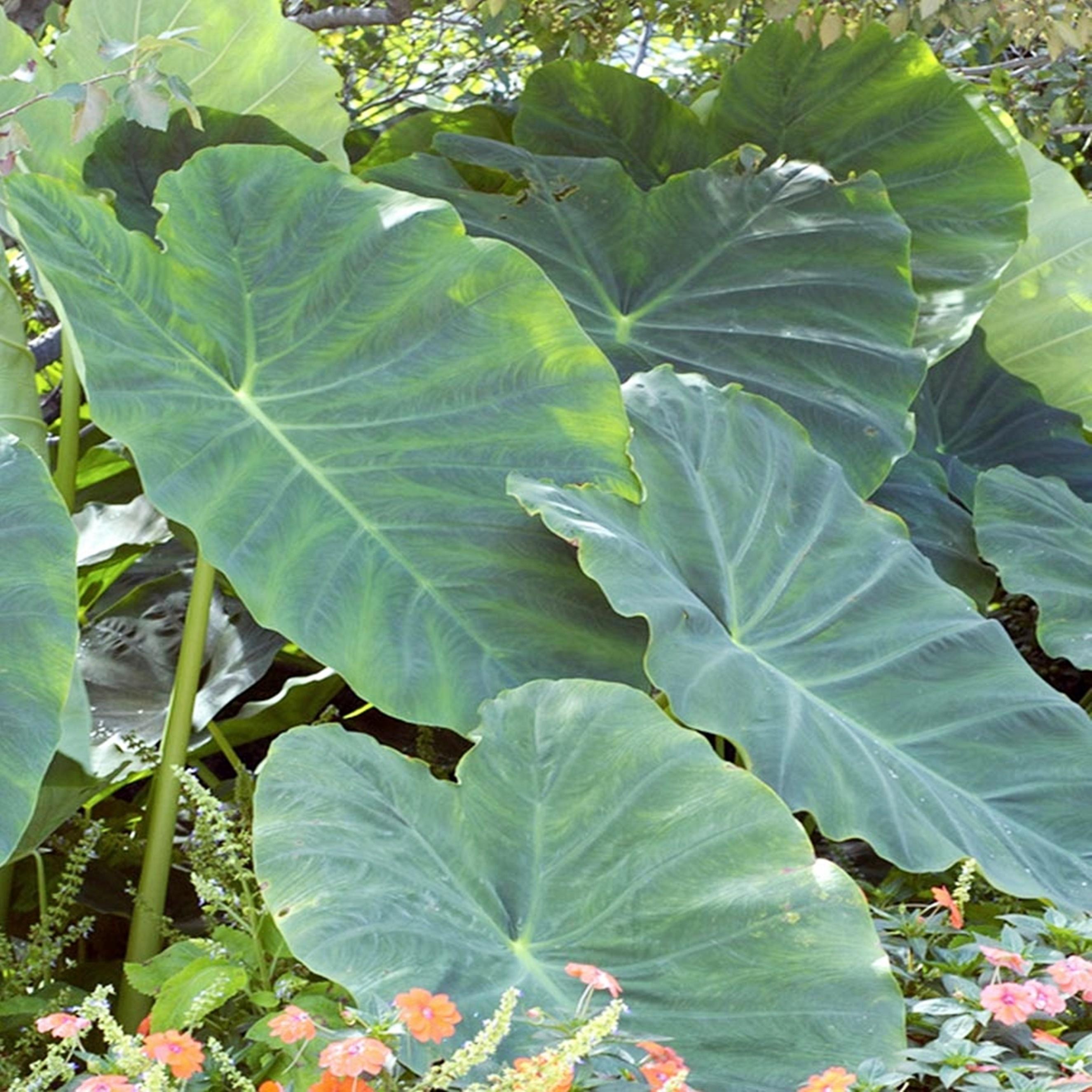 Benex Colocasia Esculenta Knolle Taro Zehrwurz Elefantenohr Wasserbrotwurzel 1 St.