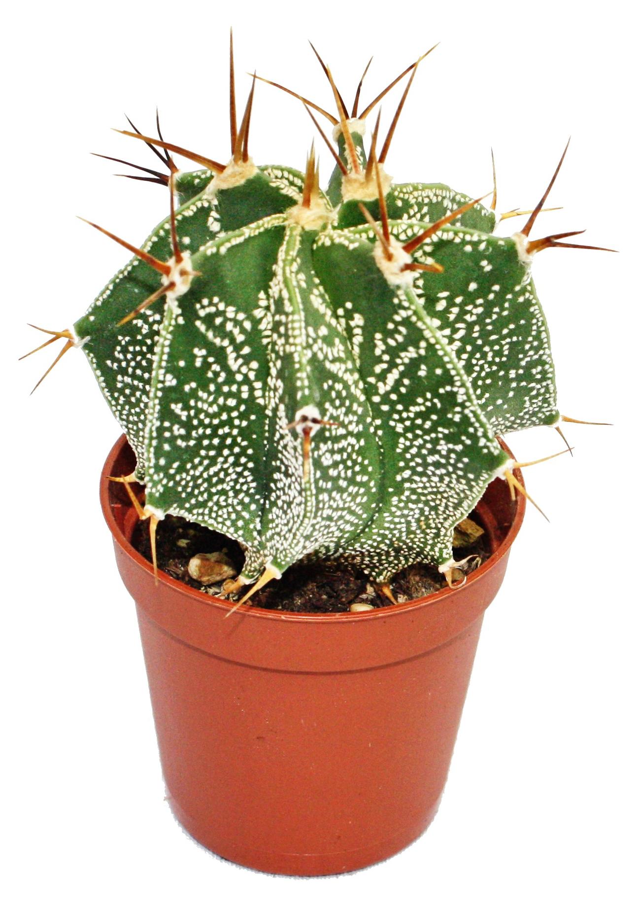 Exotenherz Astrophytum ornatum – Bischofsmütze – in einem 5,5-cm-Topf 1712201239