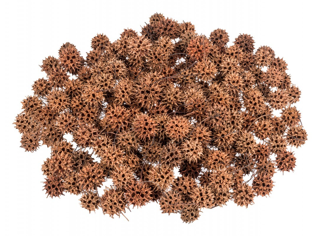 NaDeco Amberbaum Zapfen im Beutel mit 250g, Größe ca. 2-3cm | Liquidambar styraciflu NEW-724