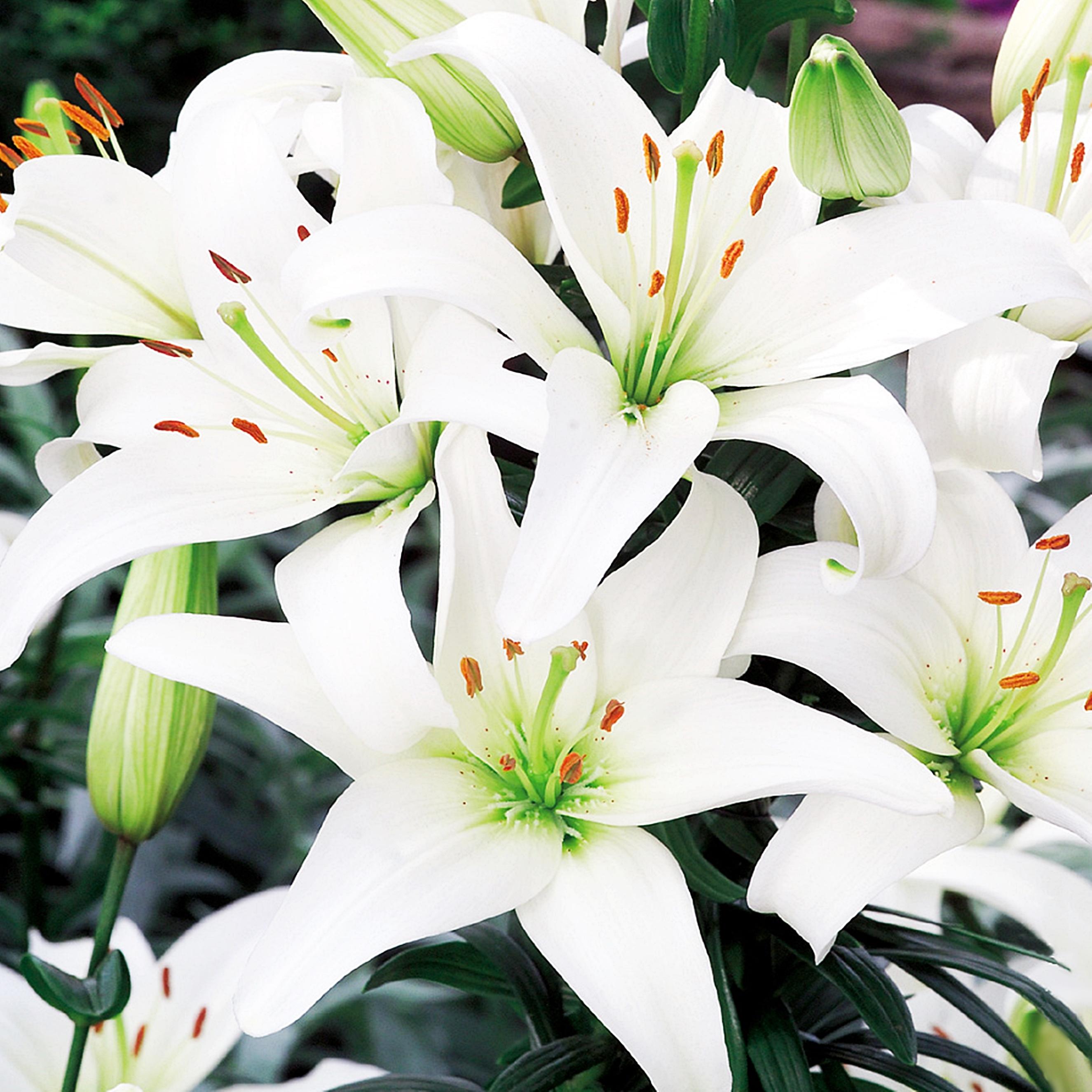 Benex Asiatische Lilie Lilium Zwiebel Blumen Asiatische Lilie Weiss XXL 1 St.