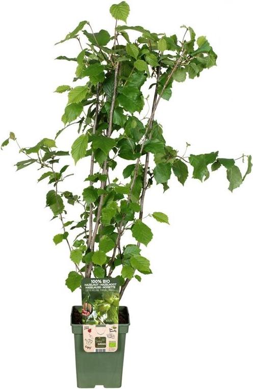 Blumen-Senf Haselnuss Corylus avellana „Lange Spaanse“ Strauch 100–120 cm, winterhart, Zierstrauch, essbare Nüsse, im Topf