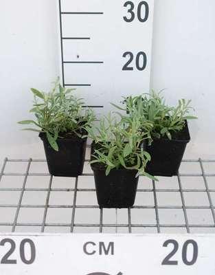 GRDplanten 6 x Cerastium biebersteinii - Hornblume - Topf 9 x 9 cm