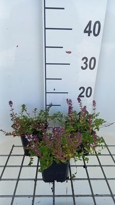 GRDplanten 6 x Thymus pulegioides - Thymian - Topf 9 x 9 cm