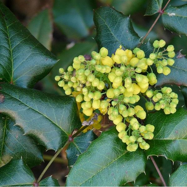 Arborix, grüner und billiger 2 x Mahonie - Mahonia media 'Winter Sun' | 30-50 cm im Container MAMWSUN-207