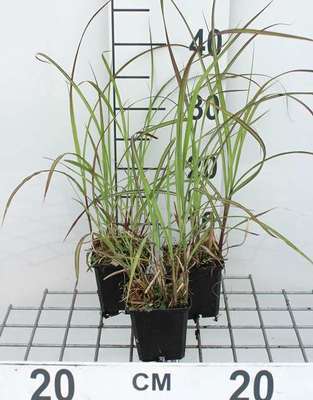 GRDplanten 6 x Miscanthus sin. 'Graziella' - Chinaschilf - Topf 9 x 9 cm