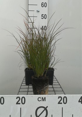 GRDplanten 6 x Carex testacea - Rote Garten-Segge - Topf 9 x 9 cm