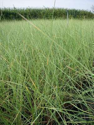 GRDplanten 6 x Ammophila arenaria - Strandhafer - Topf 9 x 9 cm