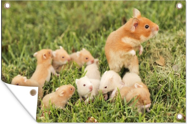 MuchoWow® 90x60 cm Outdoor-Poster Gartendeko Sichtschutz Garten Poster für den Garten Goldhamster mit Junge 133|1286136