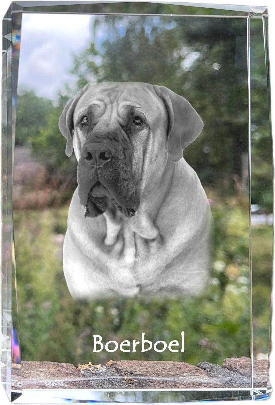 Boerboel - Kristall mit einem Hundebild, Bild im Glas, moderne Ausstellung des Art-Dog-Bildes.