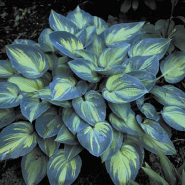 Arborix, grüner und billiger 6 x Funkie 'June' - Hosta 'June' | Topf 9cm x 9cm HOJUNE-113