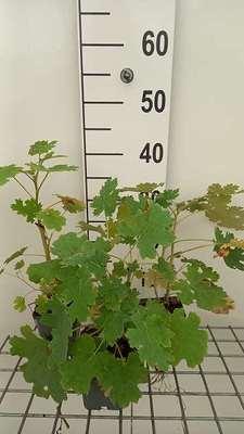 GRDplanten 6 x Macleaya cordata - Federmohn - Topf 9 x 9 cm
