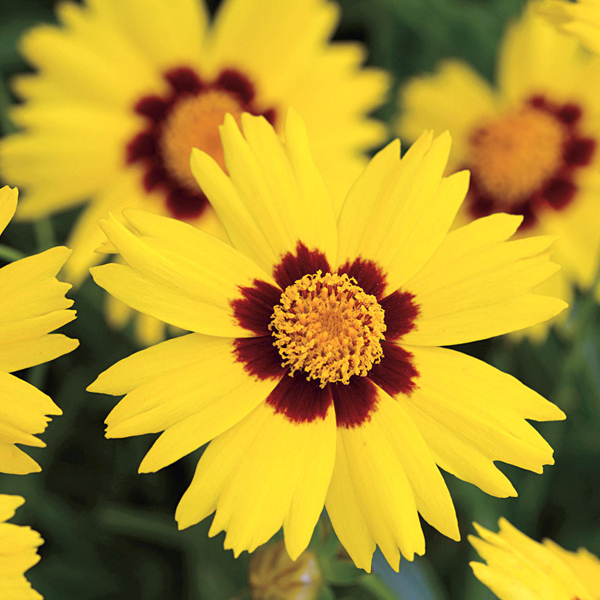 Arborix, grüner und billiger 6 x Mädchenauge - Coreopsis lanceolata 'Sterntaler' | Topf 9cm x 9cm COSTERN-113