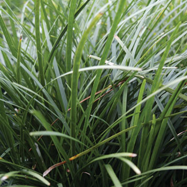Arborix, grüner und billiger 6 x Japanischer Schlangenbart - Ophiopogon japonicus | Topf 9cm x 9cm OPJaponI-113