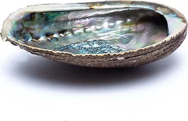 Bahadra Grüne Abalone Smudge Muschel Haliotis Fulgens -- ±12–16 cm