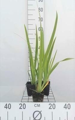 GRDplanten 6 x Iris sib. 'Blue Moon' - Schwertlilie - Topf 9 x 9 cm