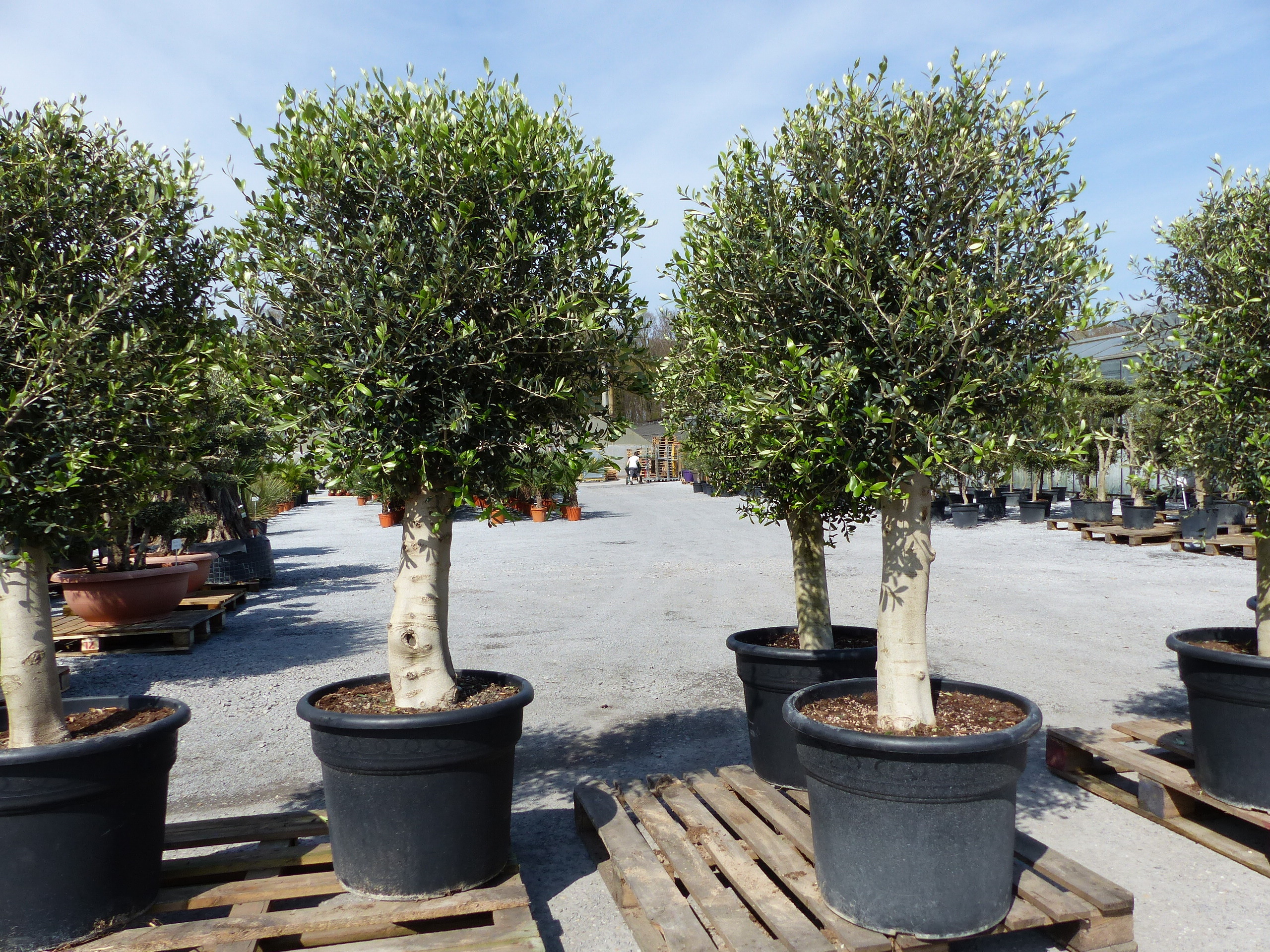 winterharter XL Olivenbaum 45 Jahre, dicke Stmme,
