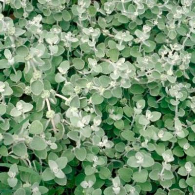 GRDplanten 6 x Ballota pseudodictamnus - pseudodictamnus - Topf 9 x 9 cm