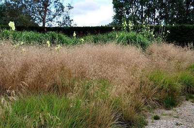 GRDplanten 6 x Deschampsia cesp. 'Goldschleier' - Wald Schmiele Goldschleier - Topf 9 x 9 cm