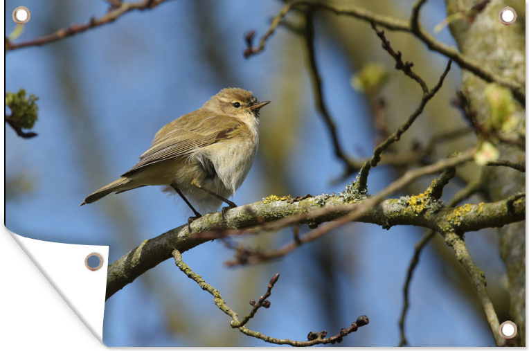 MuchoWow® 90x60 cm Outdoor-Poster Gartendeko Sichtschutz Garten Poster für den Garten Ein Zilpzalp hoch oben in einem Baum 133|3724915