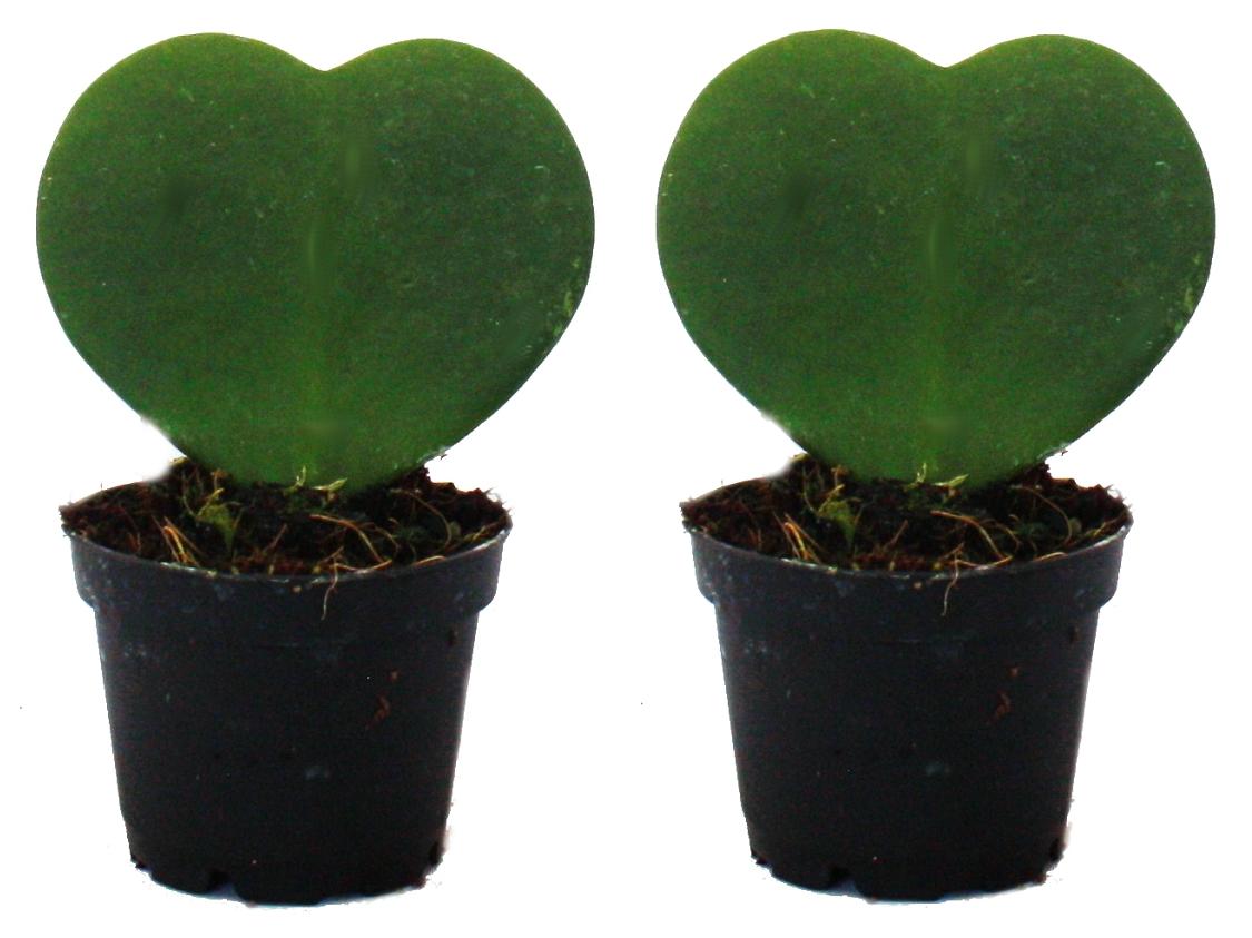 gründungung saatgut kaufen BIO Saatgut Gründüngung Sommerwicke – Biogartenladen
