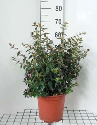 GRDplanten Abelia 'Edward Goucher' - Abelie 'Edward Goucher' 50- 60 cm Container