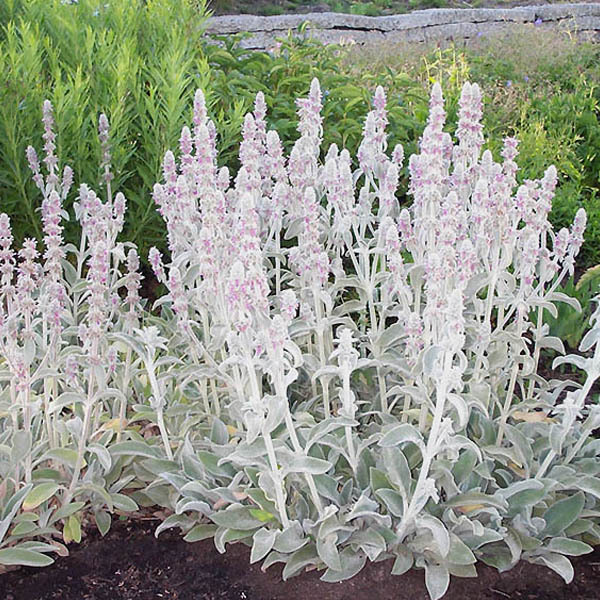 Arborix, grüner und billiger 6 x Woll Ziest - Stachys byzantina | Topf 9cm x 9cm STBYZANT-113