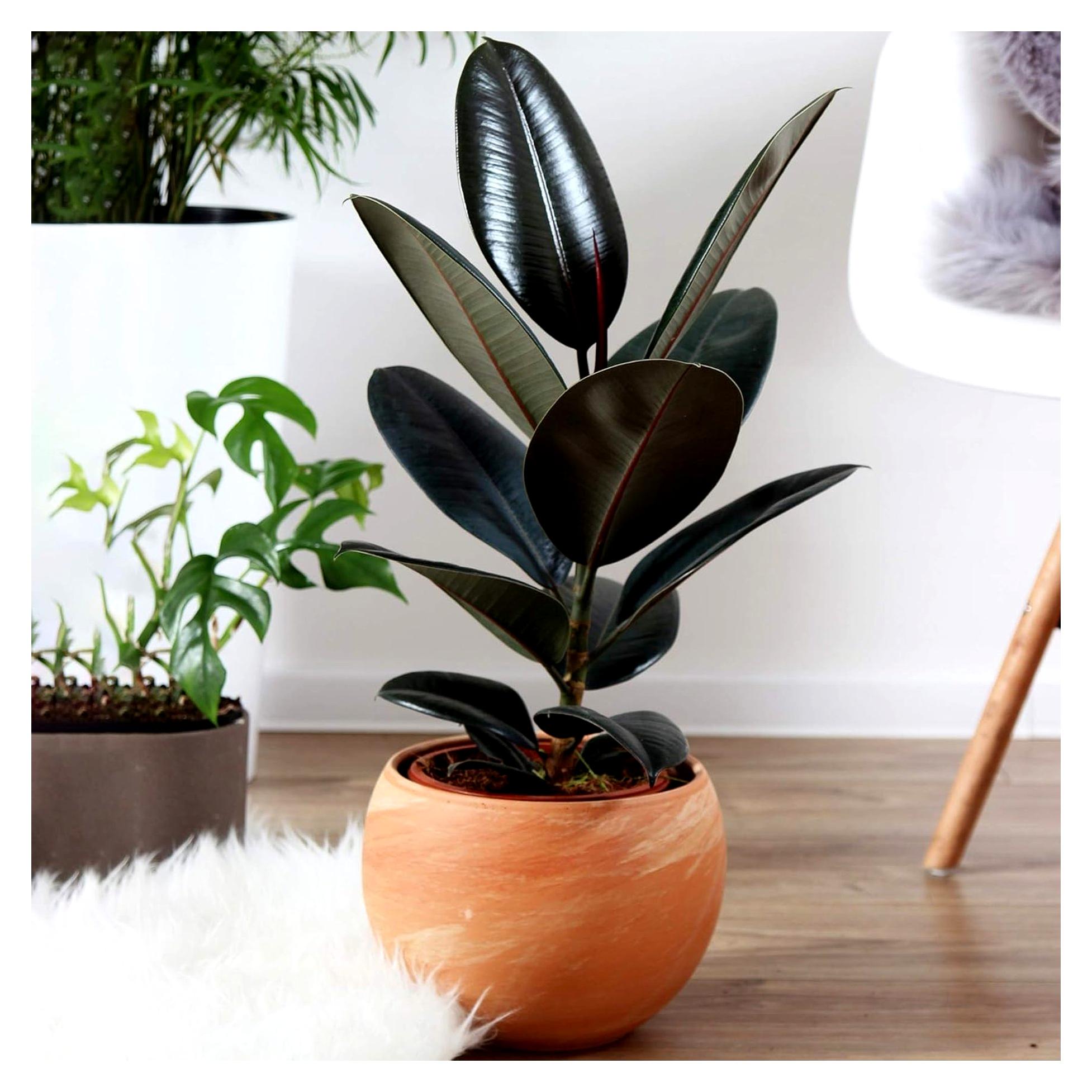 Markenlos Gummibaum Ficus Abidjan | Zimmerpflanze für Zuhause oder Büro in Schwarz