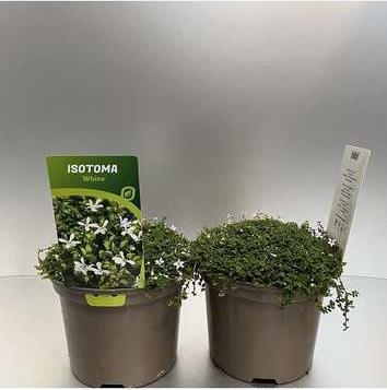 GRDplanten 6 x Isotoma fluviatilis 'Alba' ('white') - Isotoma - Topf 9 x 9 cm