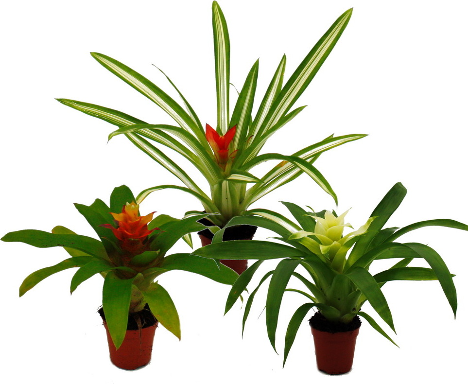Mini Guzmania Trio - sada 3 farebných | Kaufland.sk