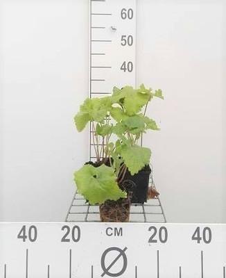GRDplanten 6 x Phlomis tuberosa - Brandkraut - Topf 9 x 9 cm